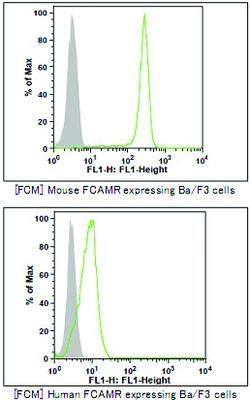 MAB6585-Boyut: 50 mikrogram - FCAMR Karşıtı Fare Monoklonal Antikoru [Klon: TX61] - Her biri (50 mikrogram)