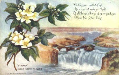 Devlet Çiçeği, Idaho Kartpostalı