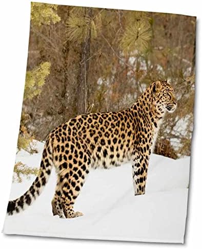 3dRose Amur Leoparı kış karında tetikte duruyor. - Havlular (twl-278008-3)