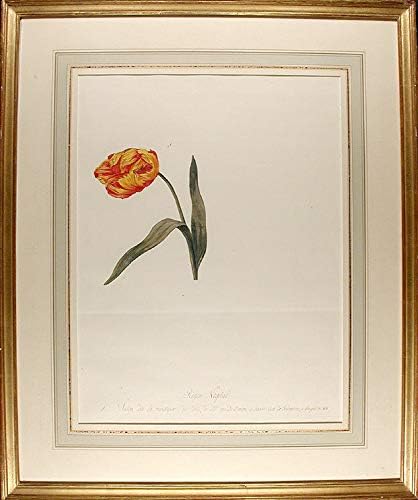 Tulipa çeşidi ' La Monstreuse ('La Monstreuse' lale)