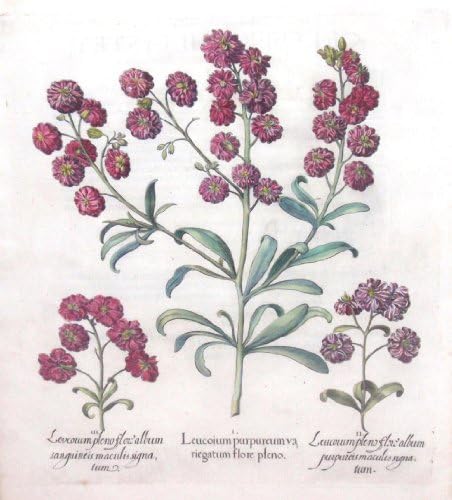Leucoium purpureum variegatum flore pleno (Solungaç çiçeği)