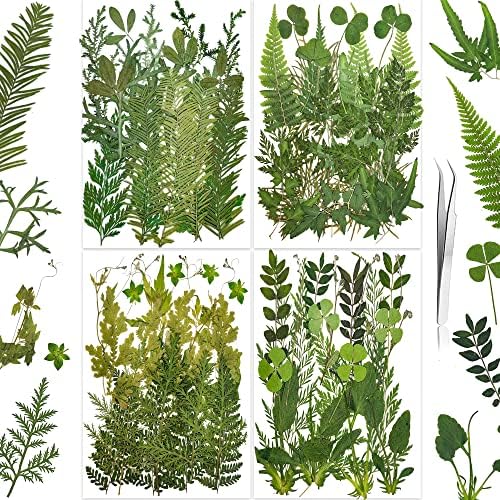 Kurutulmuş Preslenmiş Eğrelti Otları Yaprak Yaprakları, YouthBro 85 ADET Yeşil Gerçek Doğa Bitki Herbaryum Seti DIY